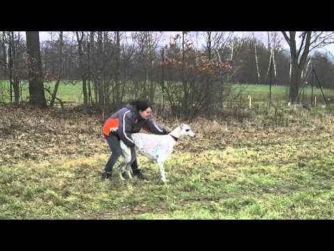 Coursing trénink 17.11.2012 - Connie