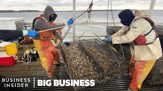 How 3.5 Million Oysters Are Harvested At This Virginia Farm Every Year | Big Business
