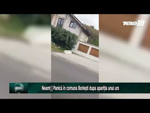 Neamt | Panică în comuna Borlesti dupa ce si-a făcut apariția un urs