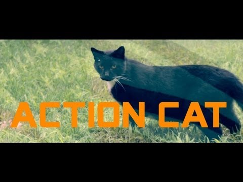 Action Cat!