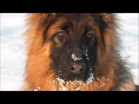 ????59 Jaromír Nohavica @ MŮJ PES