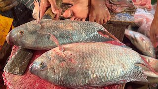 Big Tilapia Fish Cutting Skills In Fish Market | Fish Cutting Skills