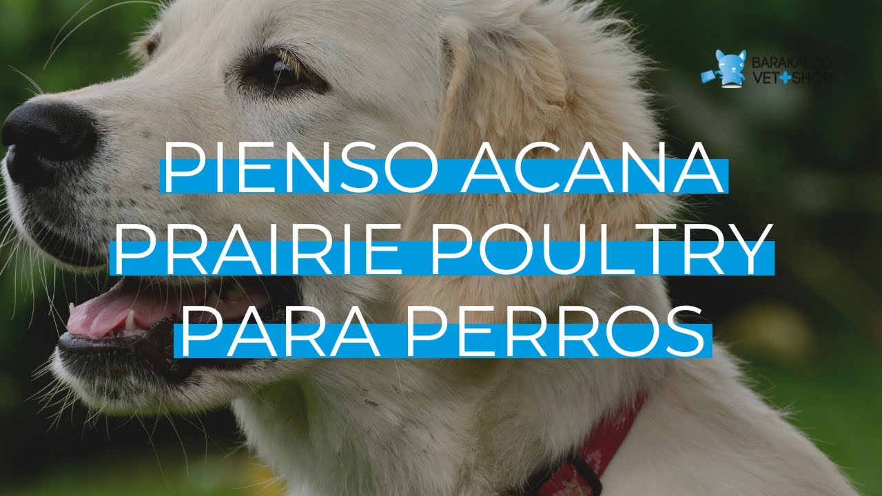 【 ACANA PRAIRIE POULTRY 】| El pienso para tu PERRO 🐶