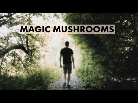 PSILOCYBIN PILZE - MEIN ERSTES MAL - Tripbericht