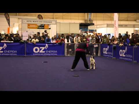 PET FESTIVAL 2016 - DOG OBEDIENCE