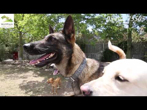 Wolffpack - פנסיון ואילוף כלבים  - 054-7775505