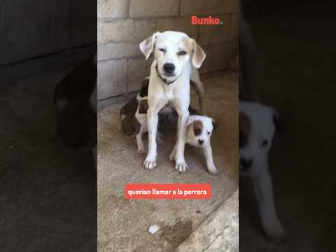 La emotiva historia de Sabina, una perrita que fue rescatada con sus 5 bebés