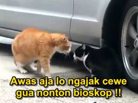 Lucu Kucing Perang Mulut Kaskus Youtube Thumbnail Gambar