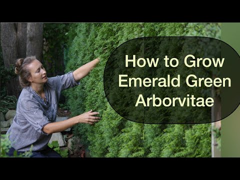 , title : 'How to Grow Emerald Green Arborvitae