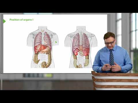 Position of the Organs – Surface Anatomy of the Abdomen