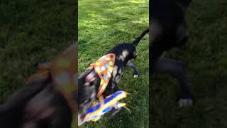 Video preview image #1 Labrador Retriever-Unknown Mix Puppy For Sale in SPOKANE, WA, USA