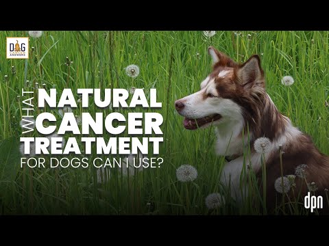 What Natural Cancer Treatment for Dogs Can I Use? | Dr. Nancy Reese Q&A