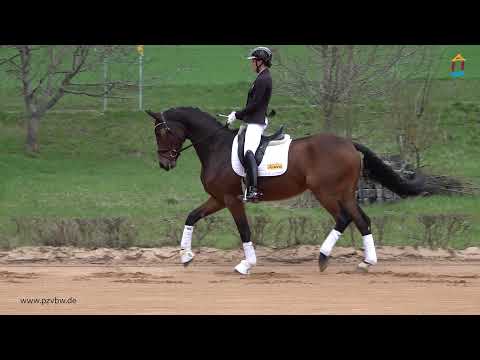 Fürst Royal *2017 v. Feinrich - Royal Blend