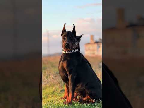 The Most Emotional Moment of the Flight 🐶✈️ #funny