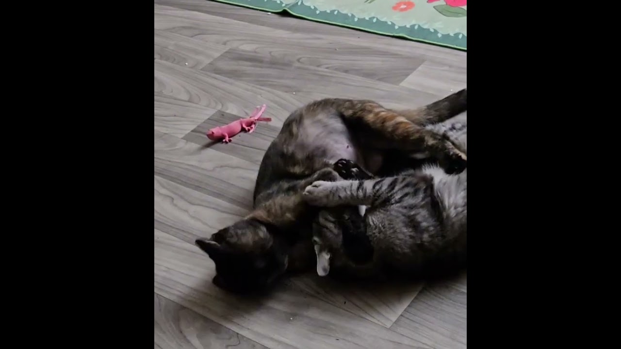 Enlarge Amber, a Adopted Domestic Short Hair in Kent, WA video 6/6