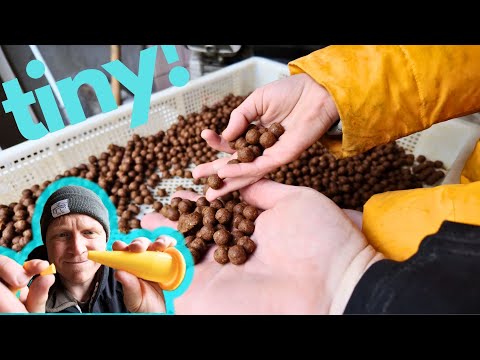 Boilies selber machen - Mini Boilies dauern EWIG ... soo anstrengend!