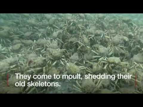 This crab is not alone  It has an army    BBC News