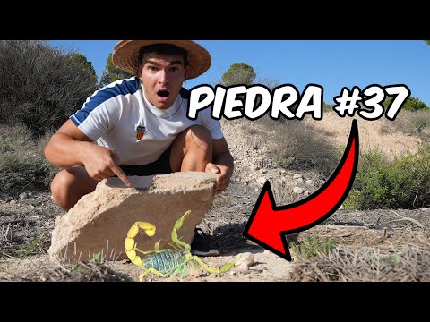 Looking for Bugs Under the Rocks (I Find a Legless Lizard)