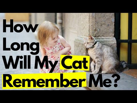 DOES MY CAT FORGET ME? ( How Long Will A Cat Actually Remember A Person? )