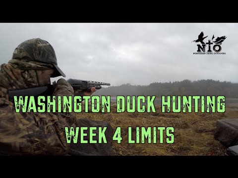 Week 4 Limits