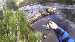 First Tassie Trout