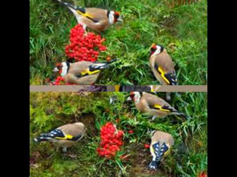 GRDELIN BRIBIR ( PLETADUR) KRENI PISMO