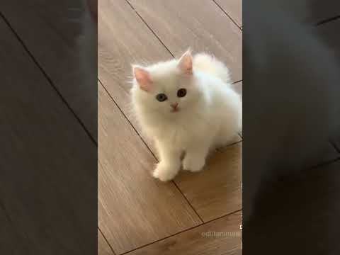 #shorts #Tejas sahu entertainment