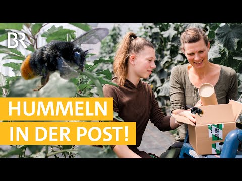 Eine Kiste Hummeln fürs Tomatenhaus! #12 | Mega Baustelle: Ein Bauernhof zieht um | Unser Land | BR