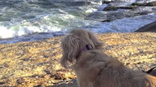 The Girl From Ipanema