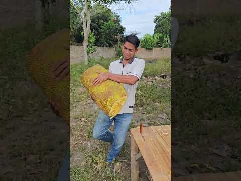 vida no sertão #vaquejada #sertão #vidanocampo #vaqueiro #nordeste #sitiodoquinto #pecuaria #bahia