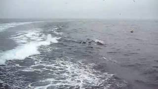 Dolphin Escort