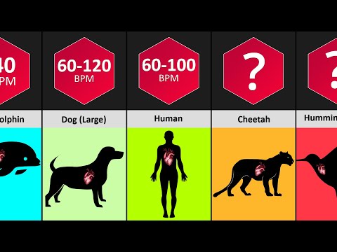 Heart Rate Comparison - Heart Rate Of Different Animals | Heart Beats Per Minute | DataPoints