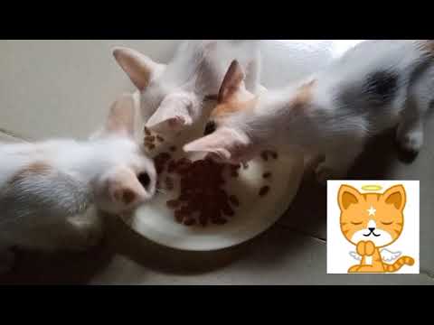 WHEN CAN A KITTEN EAT DRY FOOD ‖ CAT PELLET  FOOD