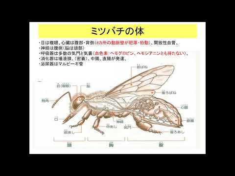 , title : '動物感染症4回対面昆虫対面 edit'