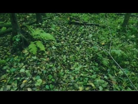 Roots  Connection  Womb of Mother Earth   Shaman BASS Drum   UDU Drum   Divine Forest  1 hour