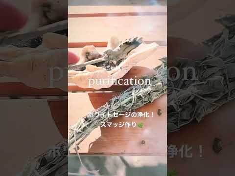 ステップセージを組み合わせる:何が合いますか? 植物