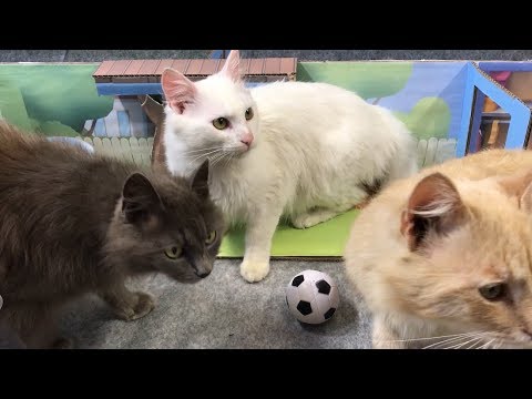 My Talking Tom Friends in real life. DIY