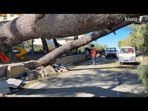 Vasto, vento forte: due pini crrollano sulla chiesa di Sant'Antonio Abate