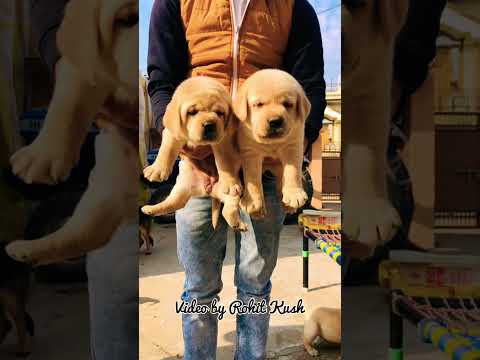 Labrador retriever puppies available contact to mr Kulbir 9050420008