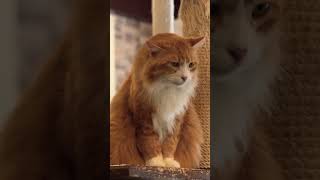 #ねこ #cat