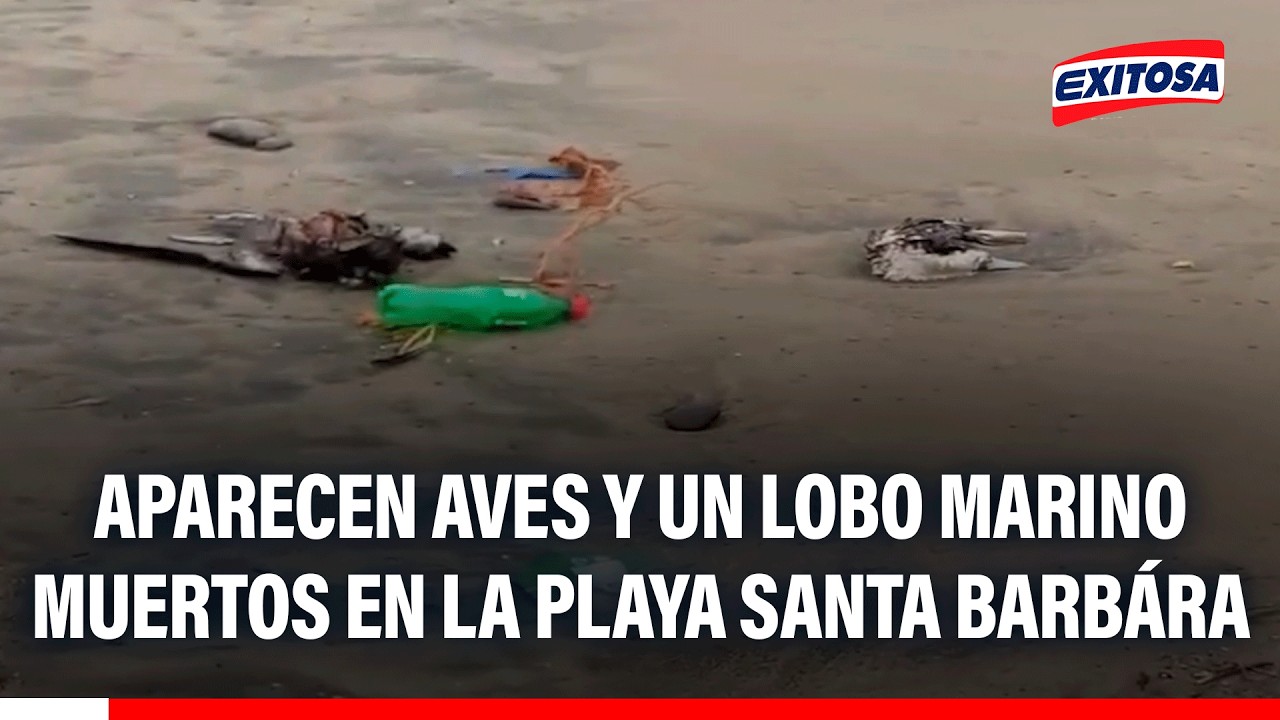 🔴🔵 Cañete: Aparecen aves y un lobo marino muertos en la playa Santa Bárbara