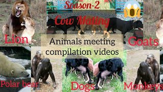 Animals mating compilation videos