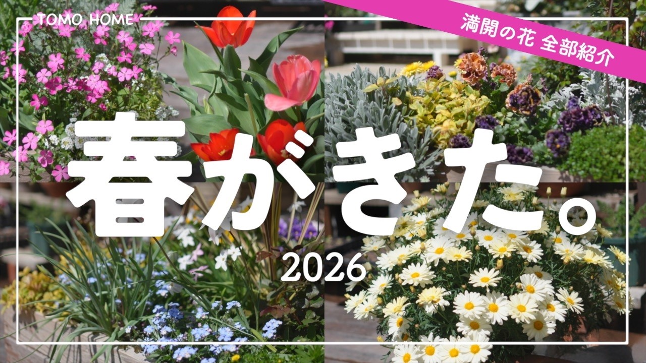 【3月下旬】育ててる満開の花 全部紹介！テラスガーデンツアー【前編】