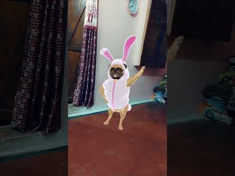 dog dance#like #subscribe #comment #share