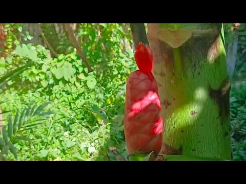 Planta medicinal, itapitanga-Bahia 