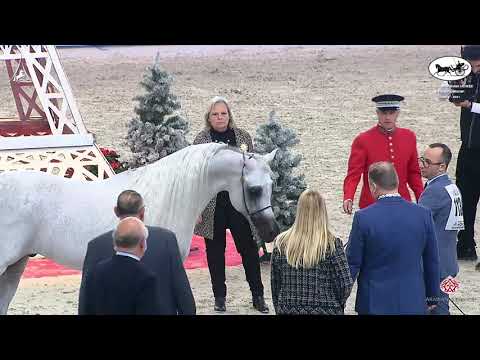 N 113 RAOUD ALBIDAYER   World Arabian Horse Championship 2021   PARIS   Senior Stallions Class 6A