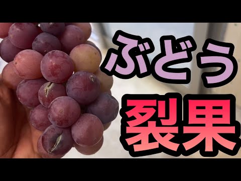 ミイラ化した黒くなった果実のブドウの病気黒腐病