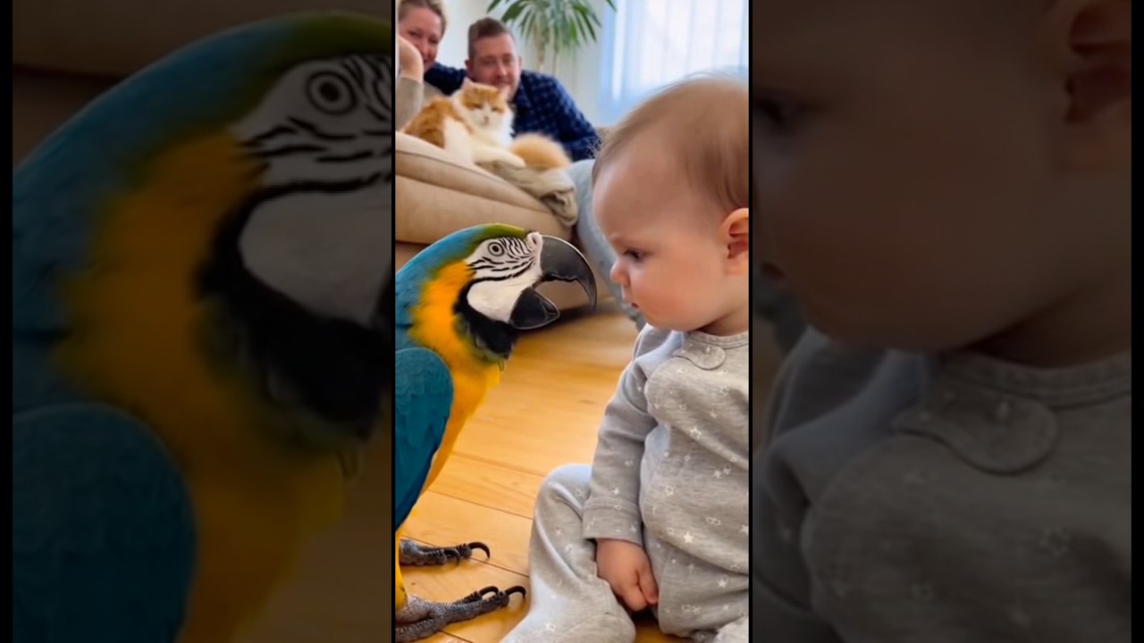 オウムの鳴き声が犬の鳴き声になり固まってしまう赤ちゃん👶🦜🐶#parrot #baby #cute #funny #shorts #赤ちゃん #オウム