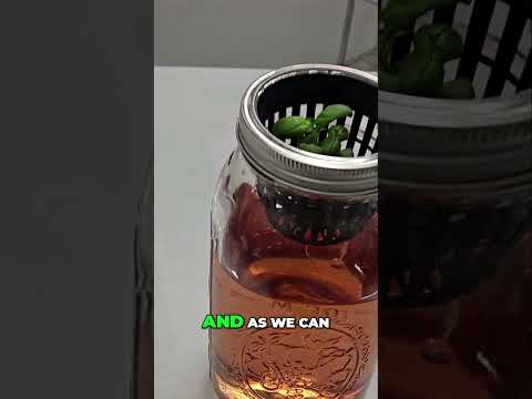 Kratky Hydroponics: Air Gap Magic for Healthy Roots 🌿
