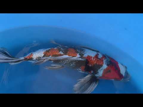 202110 SP-A619 Yamasan -RARE- Sansai Longfin Ginrin Kin Showa 58cm WYSIWYG